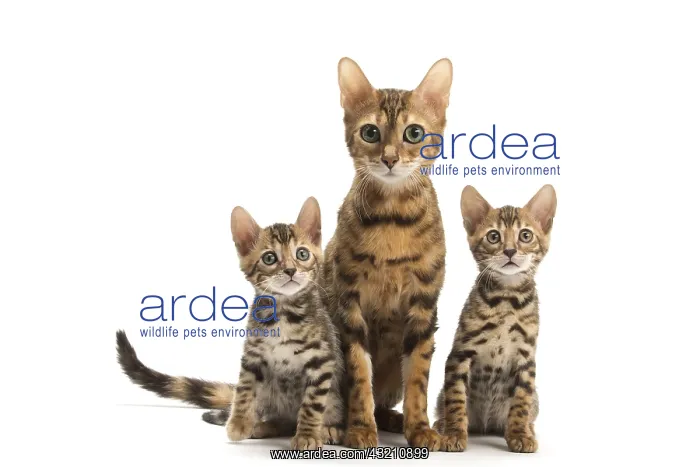  : Bengal cat and two kittens in the studio