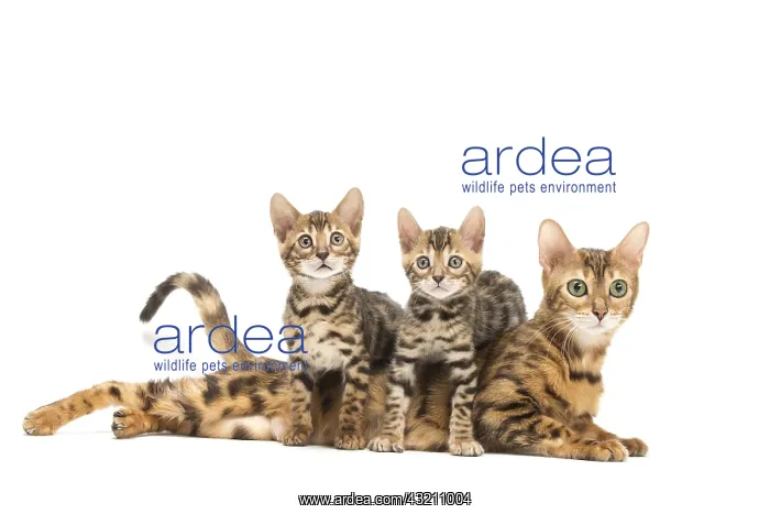  : Bengal cat and two kittens in the studio
