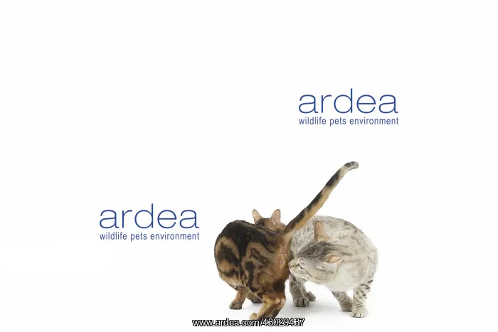  : Bengal Cat, male and female pair
