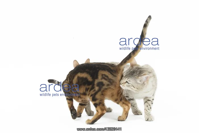  : Bengal Cat, male and female pair