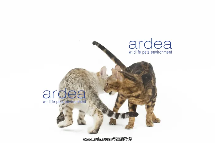  : Bengal Cat, male and female pair