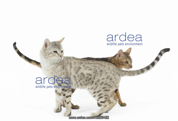  : Bengal Cat, male and female pair