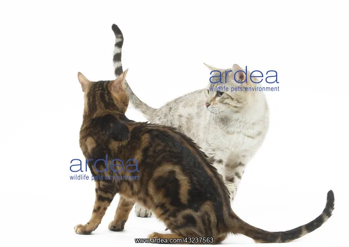  : Bengal Cat, male and female pair