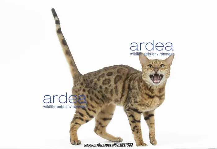 : Bengal Cat, mouth open