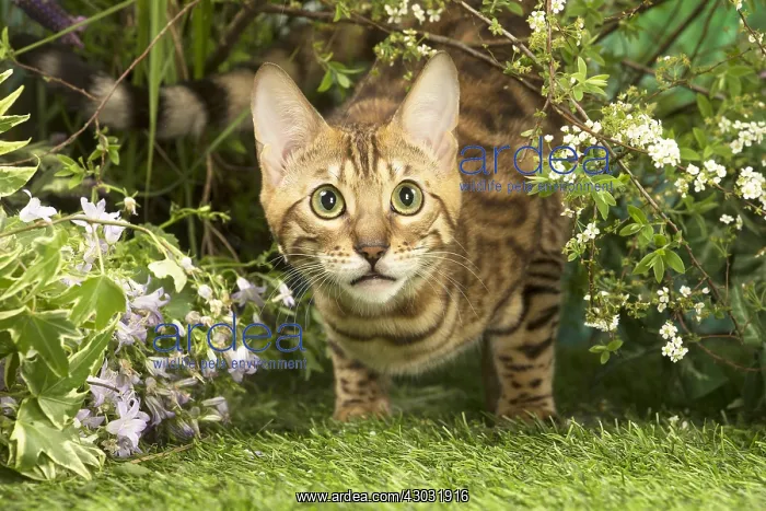 : Bengal Cat outdoors