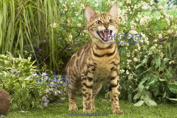  : Bengal Cat outdoors