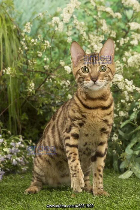 : Bengal Cat outdoors