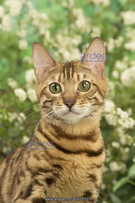  : Bengal Cat outdoors