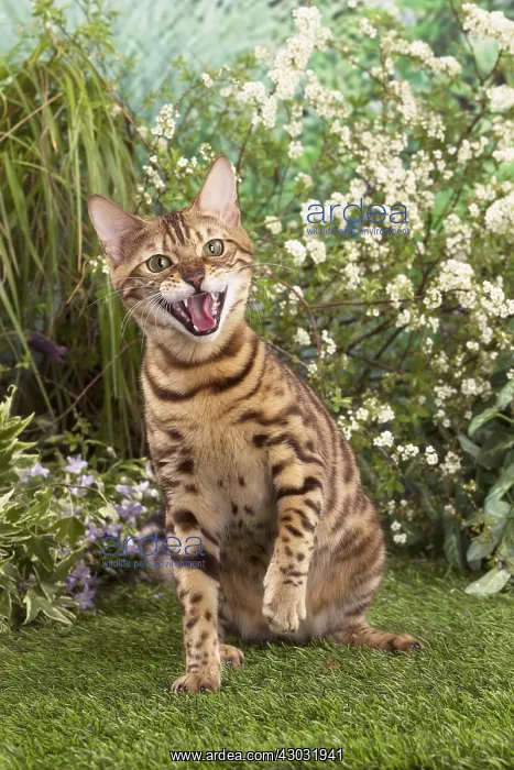  : Bengal Cat outdoors