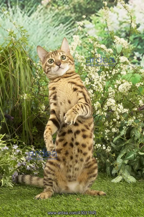  : Bengal Cat outdoors