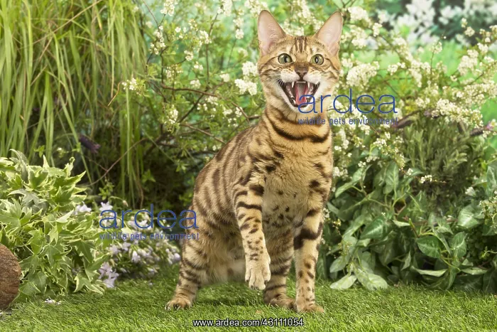  : Bengal Cat outdoors
