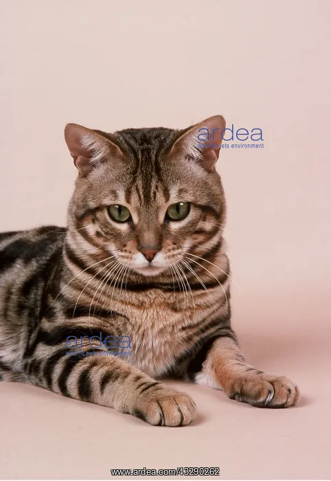 : Bengal CAT - sitting : Bengal CAT - sitting