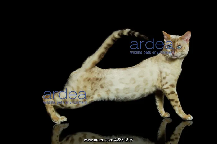 : Bengal Cat - snow : Bengal Cat - snow