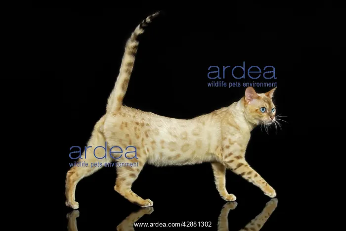  : Bengal Cat - snow colouring