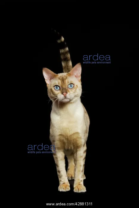  : Bengal Cat - snow colouring