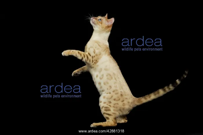  : Bengal Cat - snow colouring - on hind legs