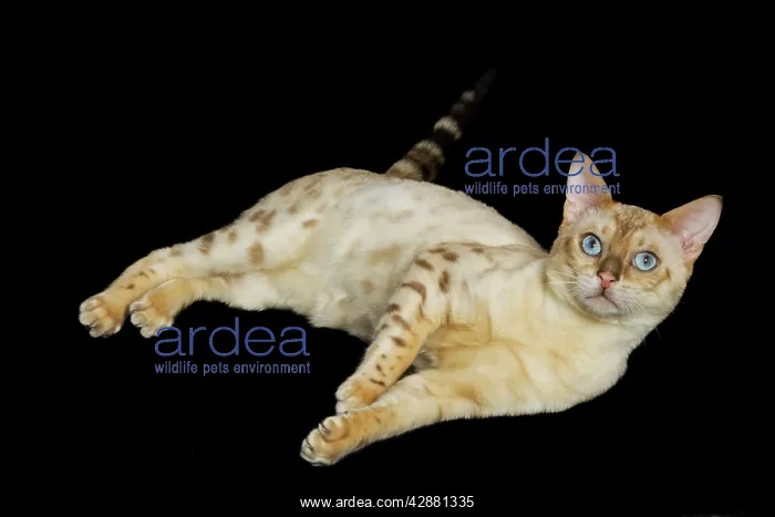  : Bengal Cat - snow colouring - lying