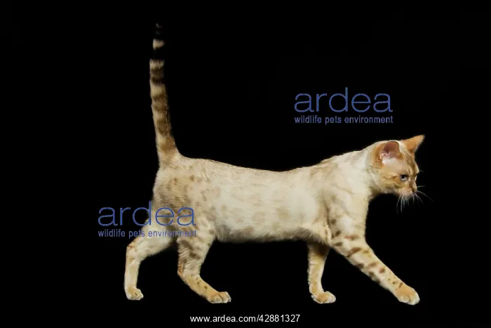  : Bengal Cat - snow colouring - walking