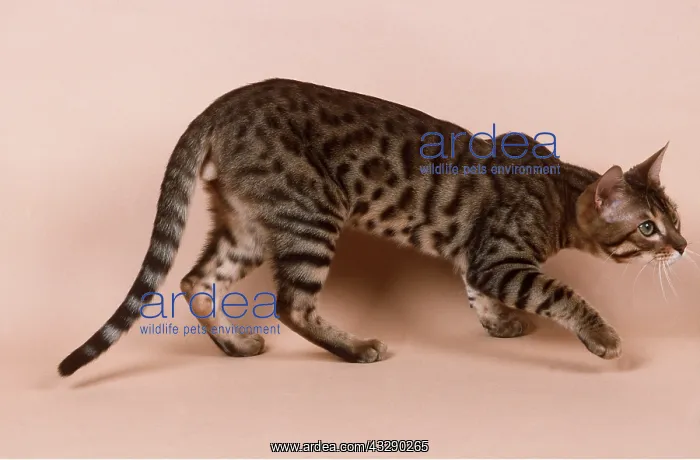 : Bengal CAT - stalking : Bengal CAT - stalking