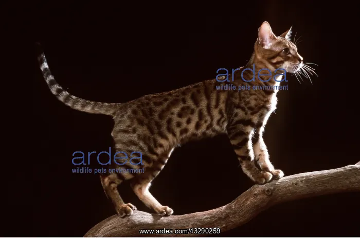 : Bengal CAT - standing on branch : Bengal CAT - standing on branch