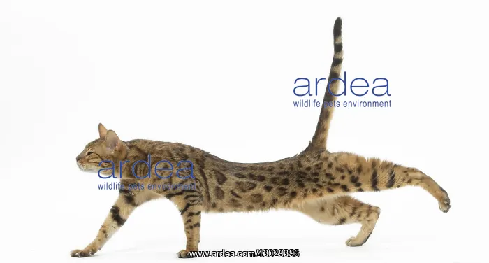 : Bengal Cat, stretching : Bengal Cat, stretching