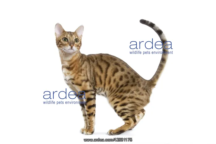  : Bengal Cat - in studio