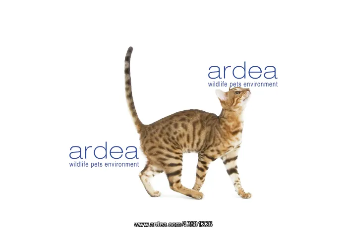  : Bengal Cat - in studio