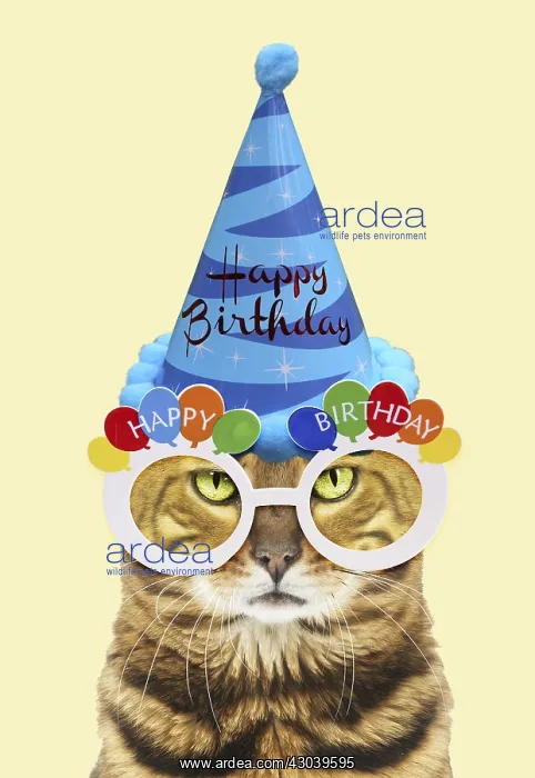 : Bengal Cat wearing Happy Birthday party hat and glasses : Bengal Cat wearing Happy Birthday party hat and glasses