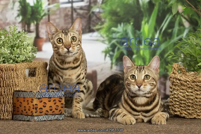 : Bengal cats indoors : Bengal cats indoors