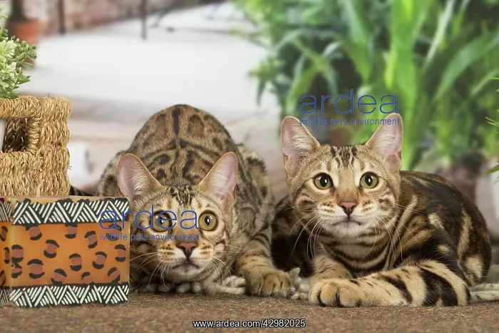 : Bengal cats indoors : Bengal cats indoors