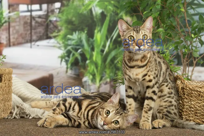 : Bengal cats indoors : Bengal cats indoors