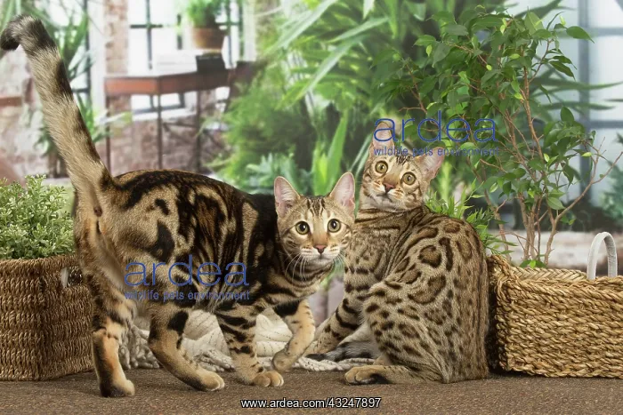  : Bengal cats indoors