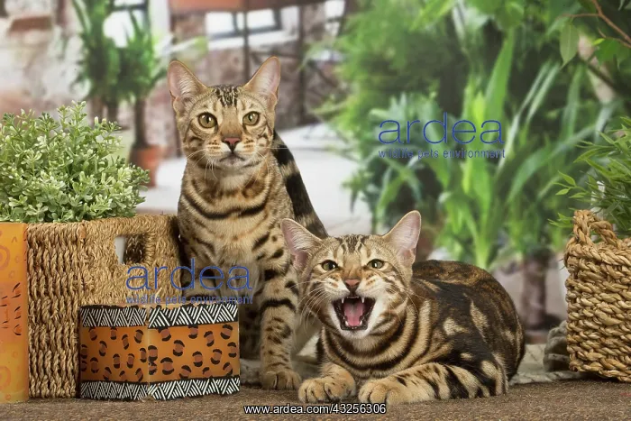 : Bengal cats indoors : Bengal cats indoors