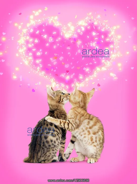 : Bengal Cats kissing in front of pink heart : Bengal Cats kissing in front of pink heart