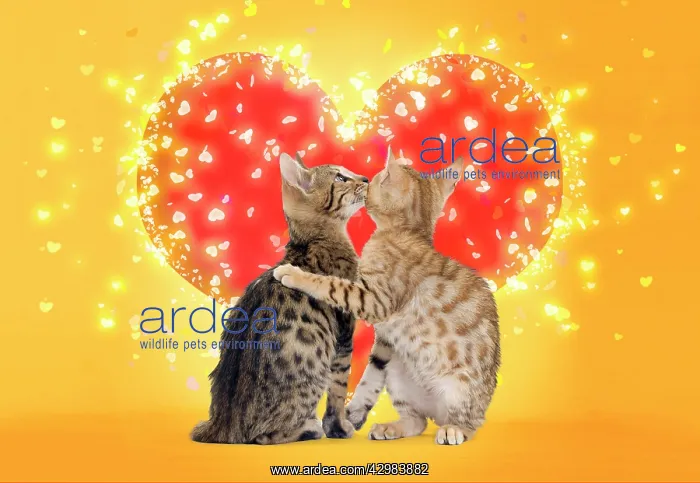 : Bengal Cats kissing in front of red heart : Bengal Cats kissing in front of red heart