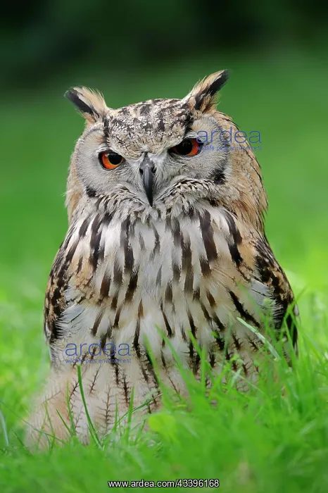 : Bengal Eagle Owl (Bubo bengalensis) (Bubo bubo bengalensis) : Bengal Eagle Owl (Bubo bengalensis) (Bubo bubo bengalensis)