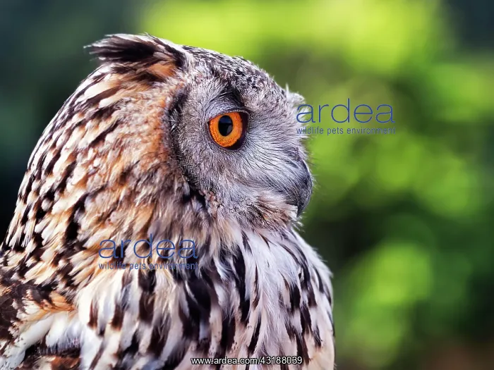 : Bengal Eagle Owl, Indian eagle-owl (Bubo bengalensis) : Bengal Eagle Owl, Indian eagle-owl (Bubo bengalensis)