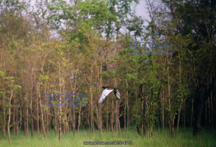 : Bengal Florican : Bengal Florican
