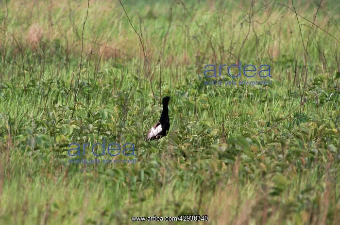  : Bengal Florican - male