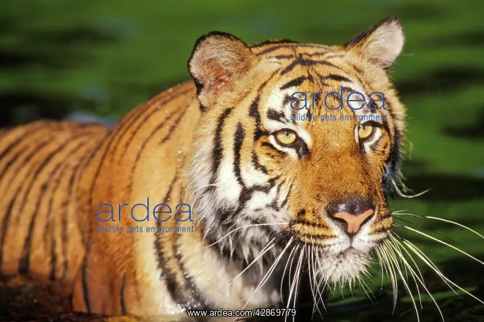 : Bengal / Indian Tiger : Bengal / Indian Tiger