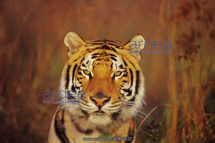 : Bengal / Indian Tiger : Bengal / Indian Tiger
