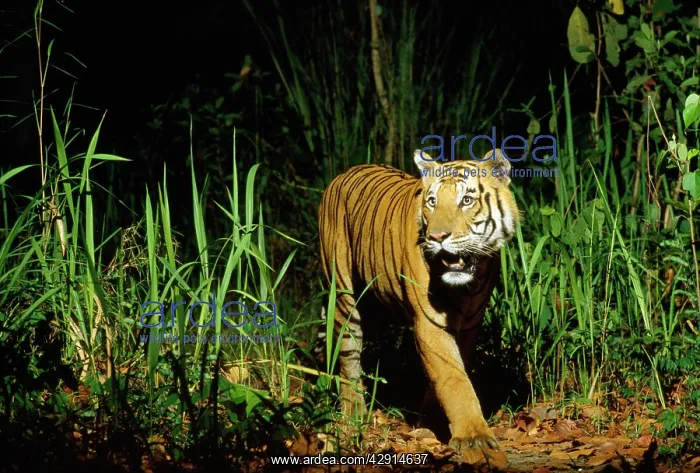 : Bengal / Indian Tiger : Bengal / Indian Tiger