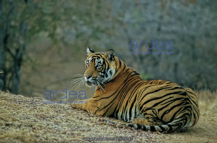 : Bengal / Indian Tiger : Bengal / Indian Tiger