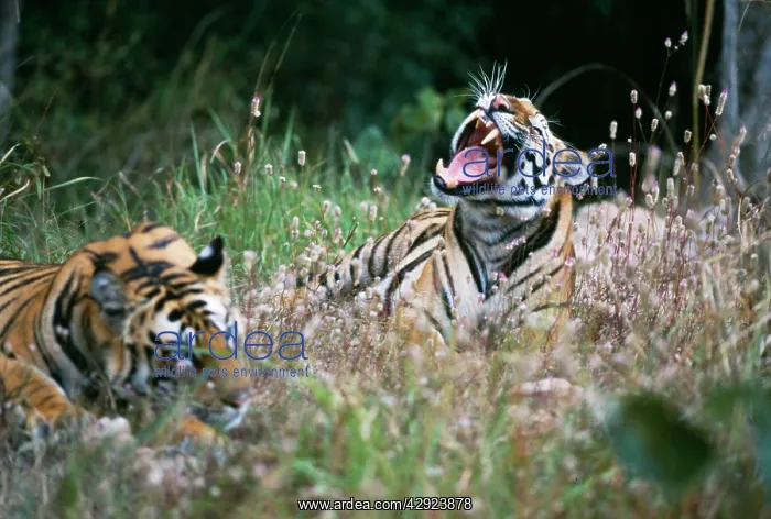 : Bengal / Indian TIGER : Bengal / Indian TIGER