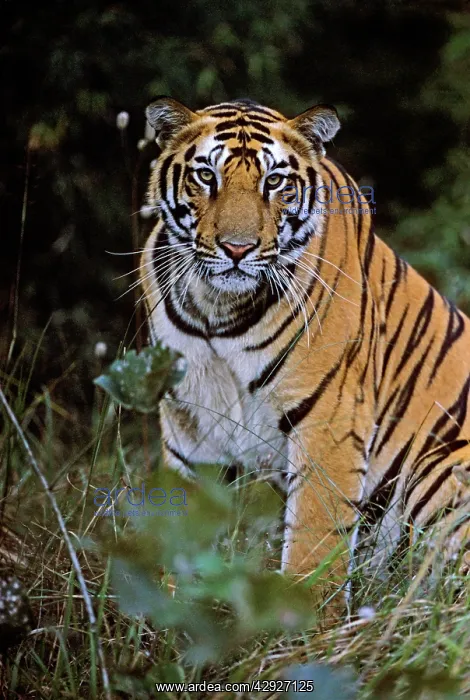 : Bengal / Indian Tiger : Bengal / Indian Tiger