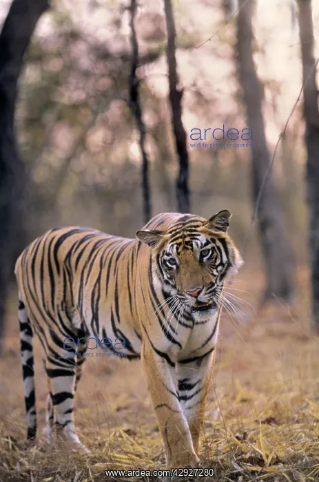 : Bengal / Indian Tiger : Bengal / Indian Tiger