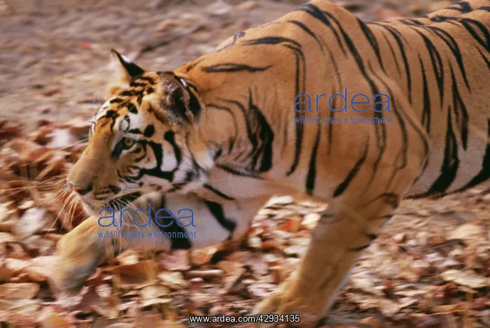  : Bengal  /  Indian Tiger