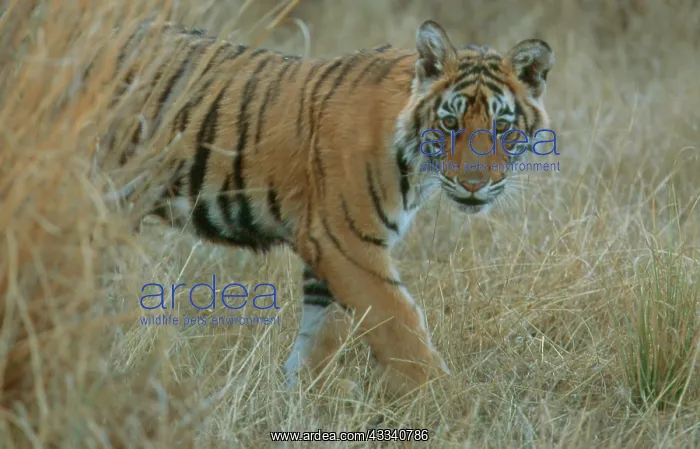 : Bengal / Indian Tiger - 6 month old male cub, in grass : Bengal / Indian Tiger - 6 month old male cub, in grass