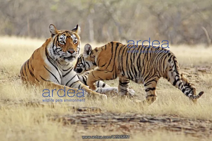 : Bengal / Indian Tiger - adult with cub : Bengal / Indian Tiger - adult with cub