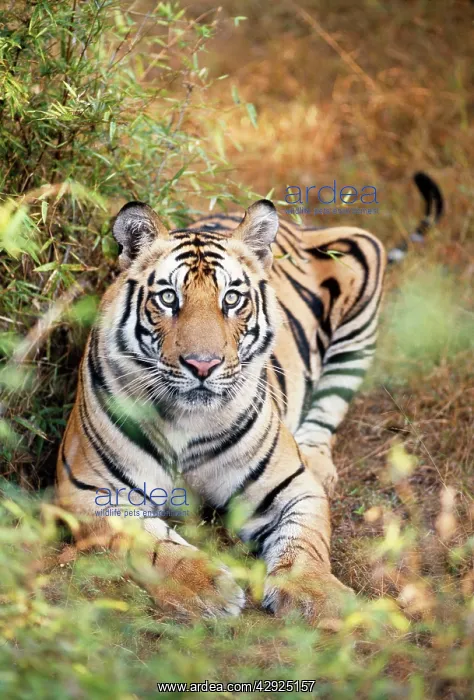 : Bengal / Indian TIGER - alert facing, lying on ground : Bengal / Indian TIGER - alert facing, lying on ground